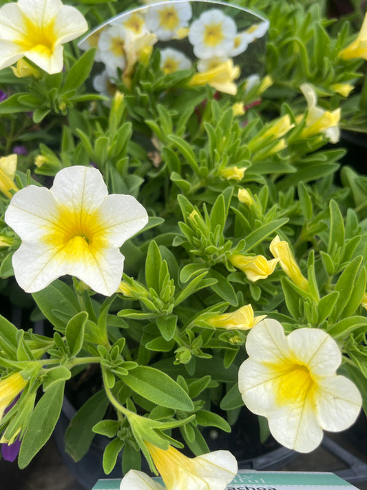 Calibrachoa Cruze Control Frosty Yellow 14cm