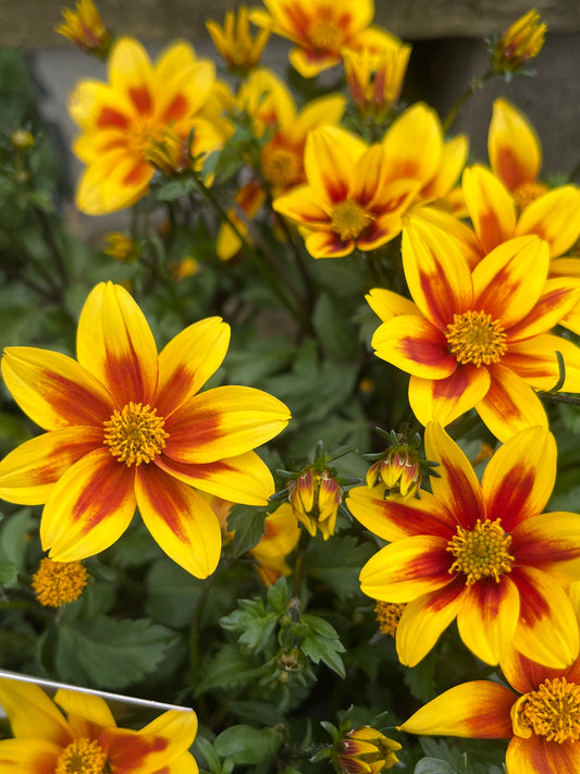 Bidens 'Bee Alive' 14cm