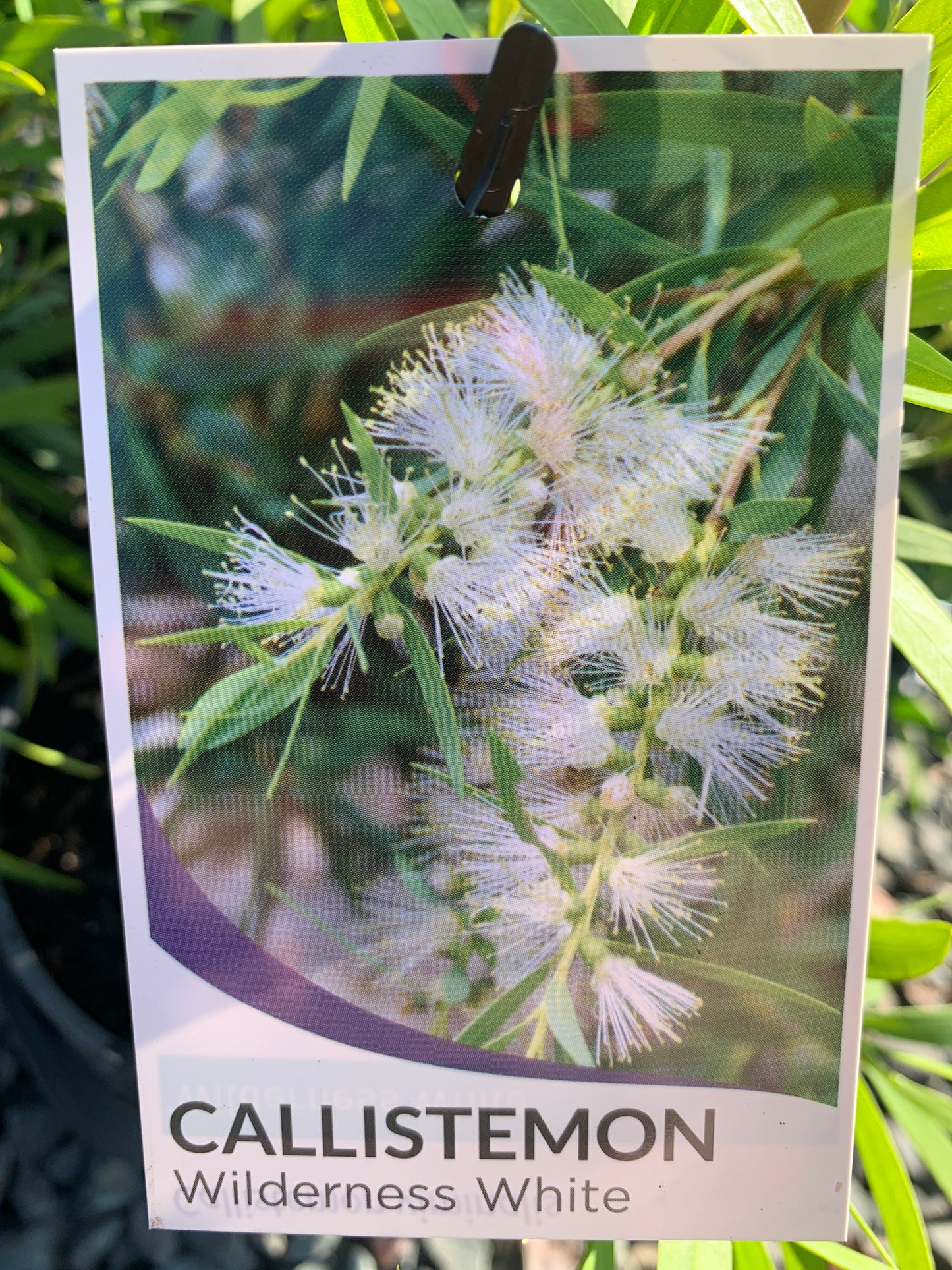 Callistamon viminalis ’Wildness White’ 14cm
