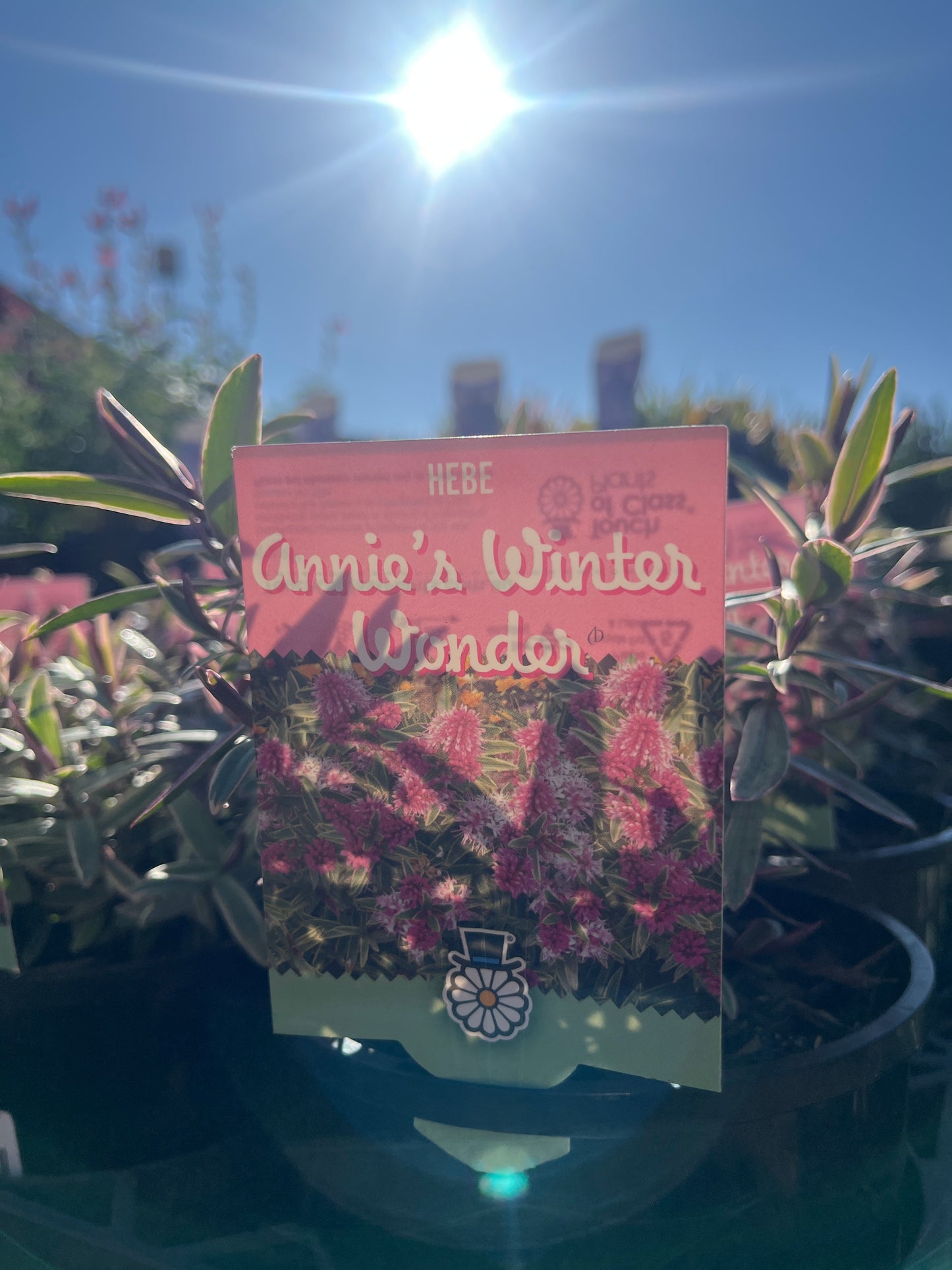 Hebe 'Annie's Winter Wonder' 14cm