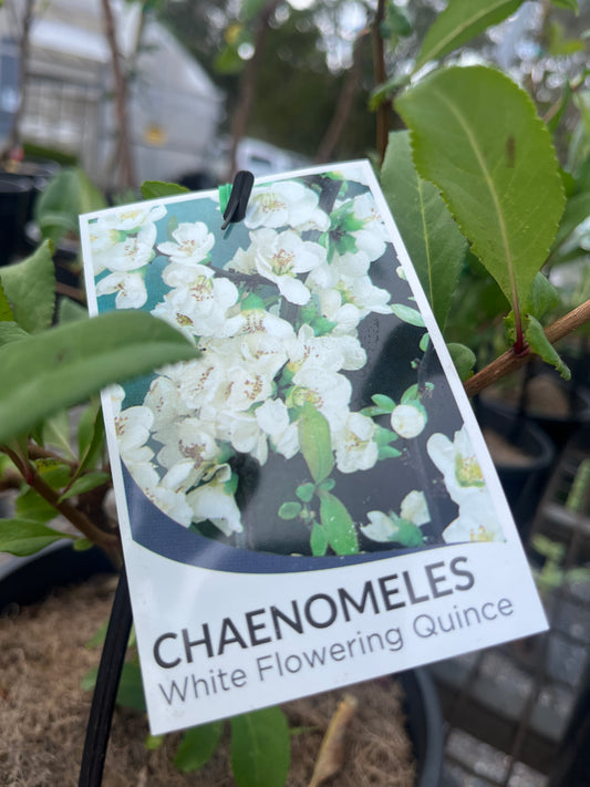 Chaenomeles speciosa 'Winter Cheer' 20cm