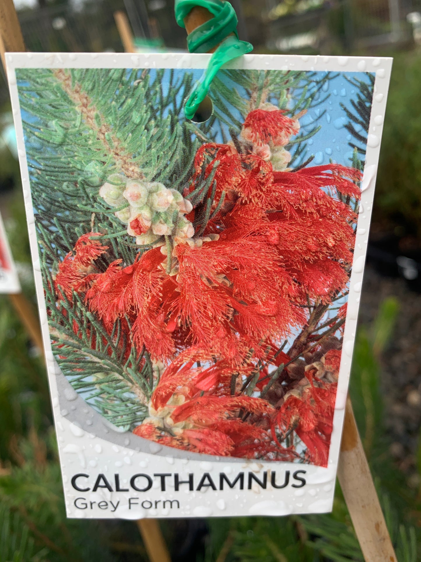 Calothamnus quadrifidus grey form 14cm