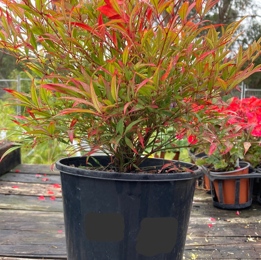 Nandina domestica ‘Moon Bay’ 20cm
