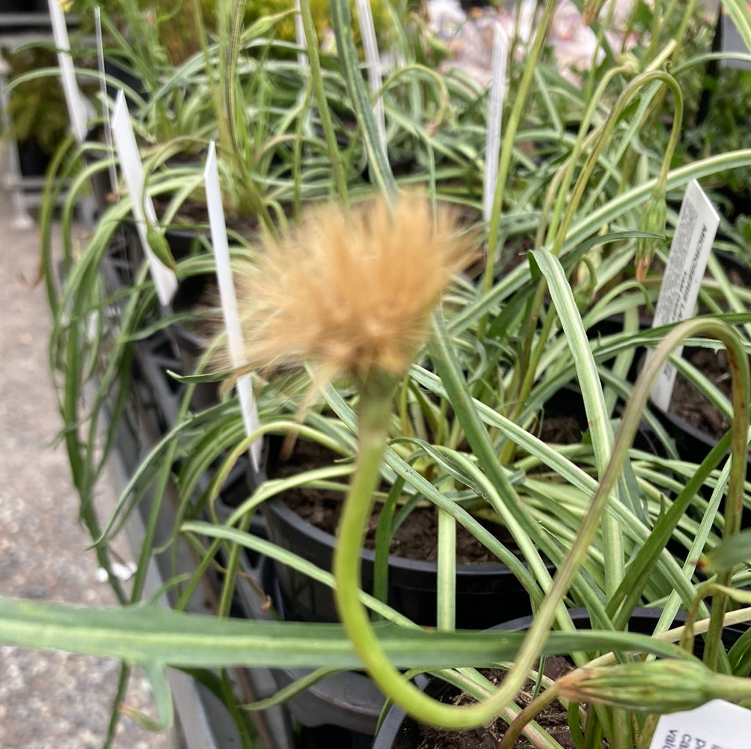 Microseries lanceolata 'Yam Daisy' 14cm