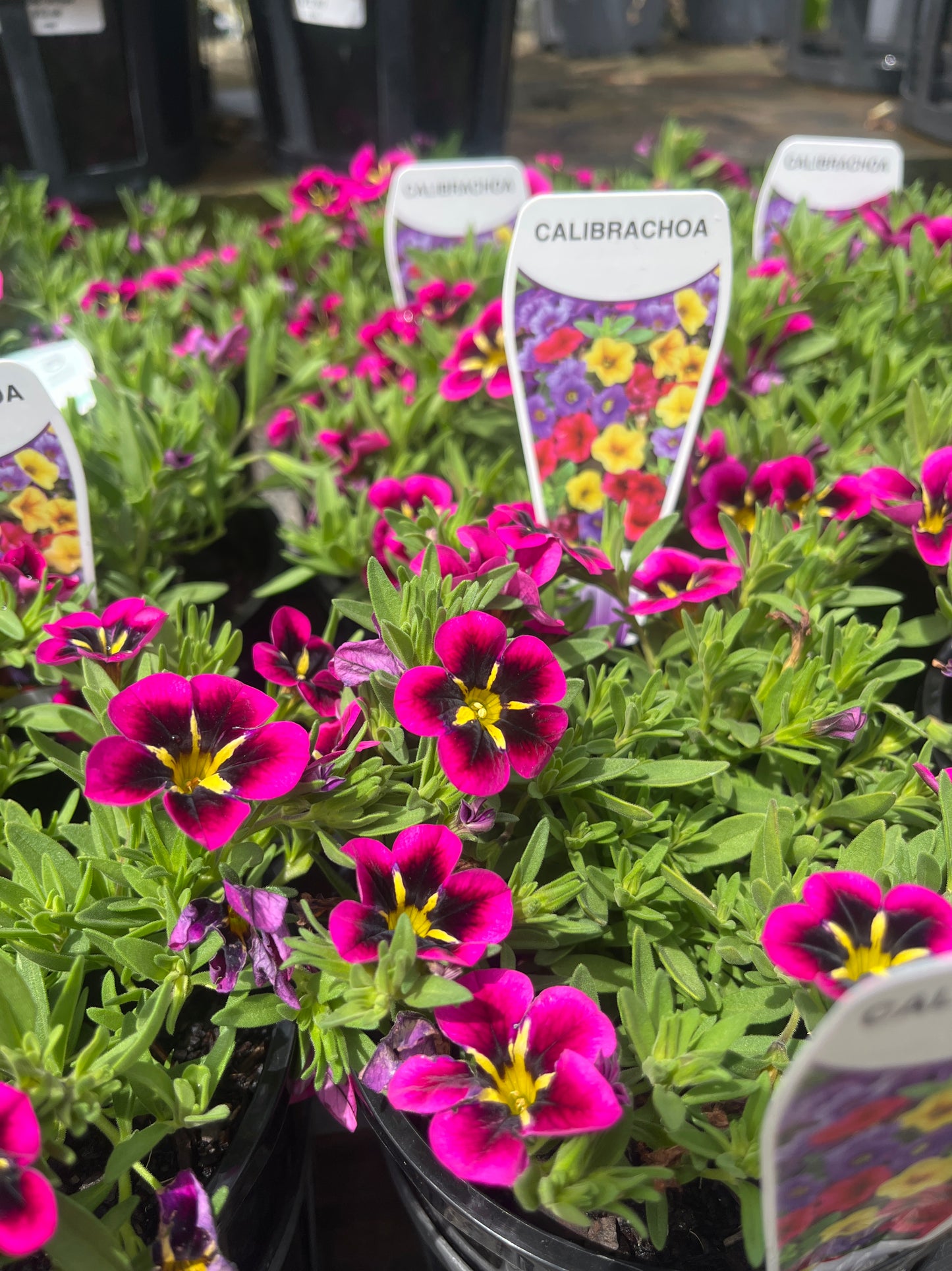 Calibrachoa Mix 14cm