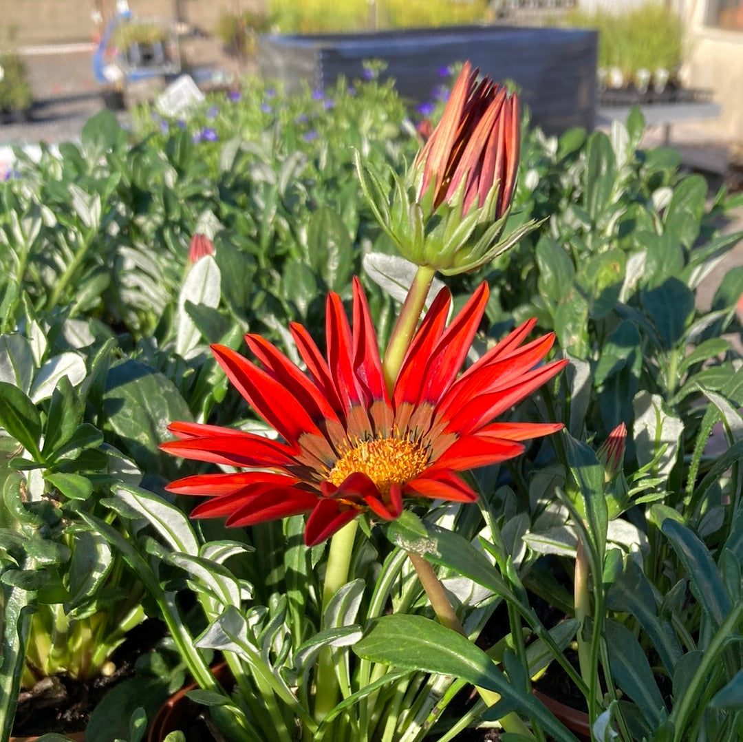 Gazania Assorted 100mm