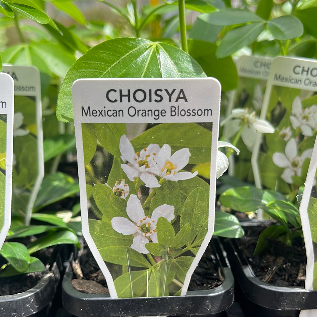 Choisya ternate ‘Mexican Orange Blossom’ 7cm