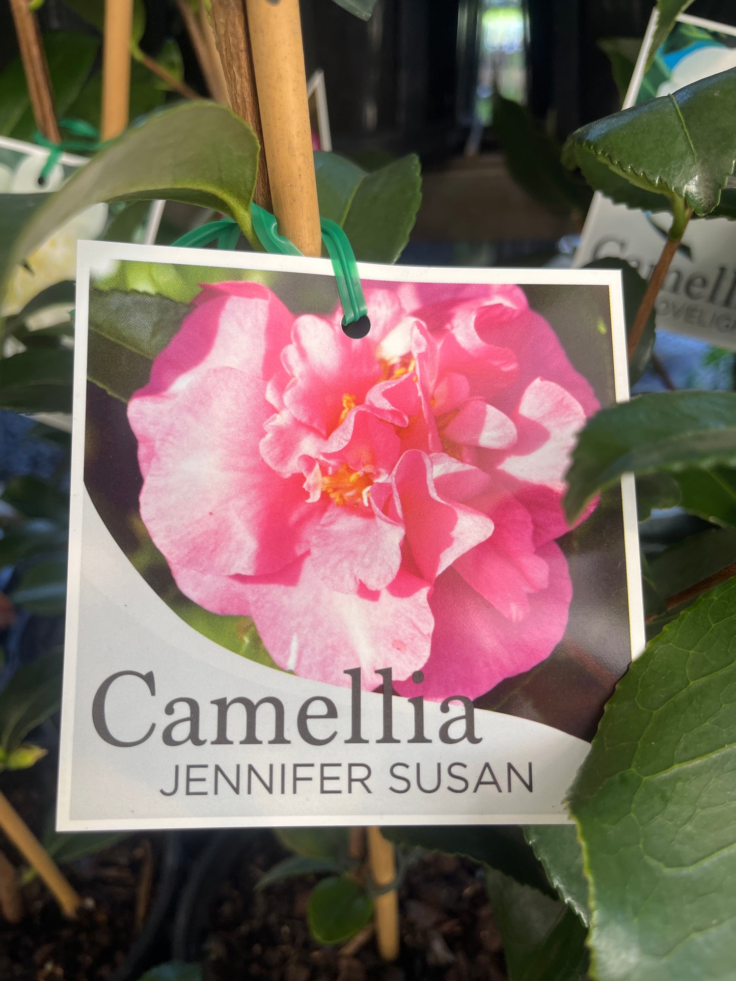 Camellia japonica Lovelight 14cm