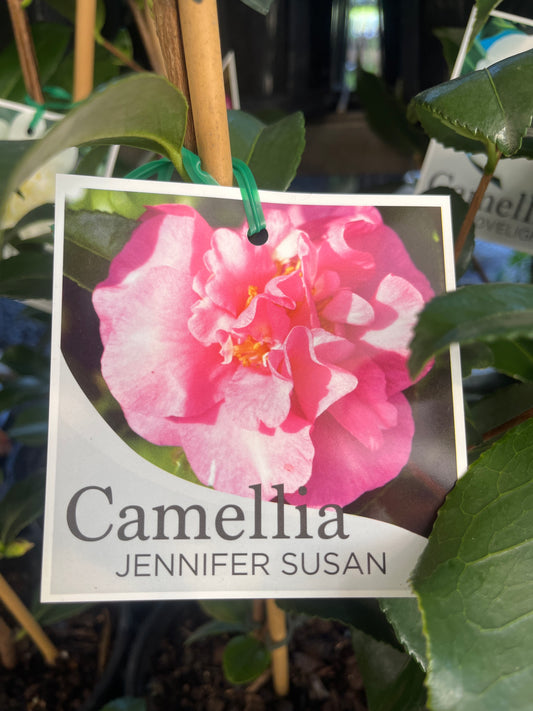 Camellia japonica Lovelight 14cm