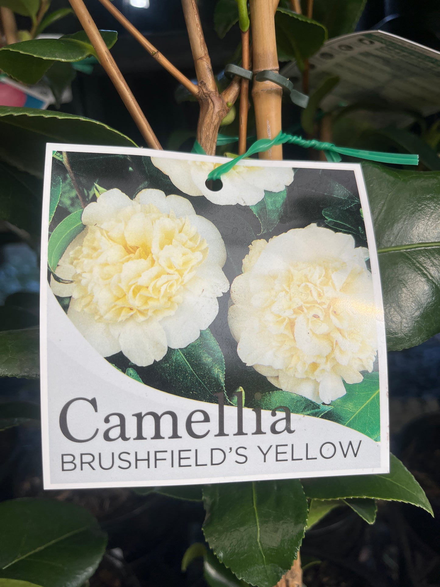 Camellia japonica 'Brushfields Yellow' 14cm