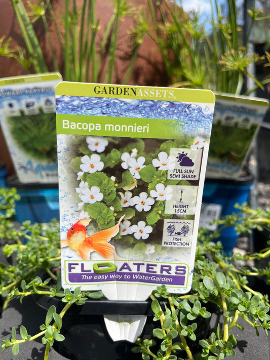Bacopa monnieri 'Memory Herb' 1.5lt