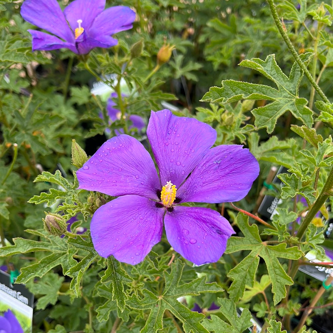 Alyogyne huegelii East Coast Gem 7cm