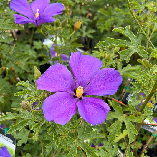 Alyogyne huegelii East Coast Gem 7cm