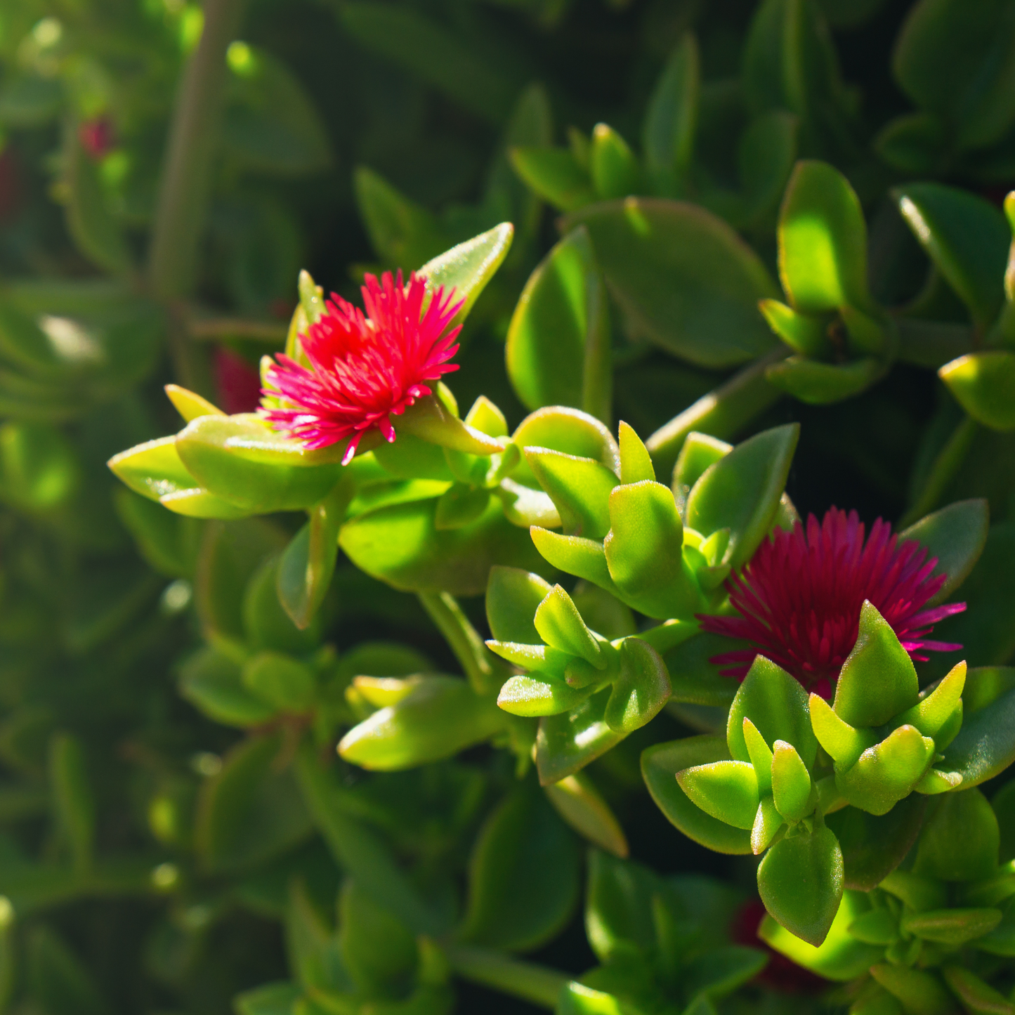 Aptenia cordifolia 'Baby Sun Rose' 14cm