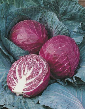 Cabbage Red Ruby Ball F1 50 Seeds