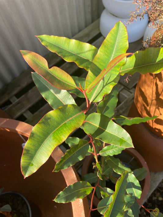 Corymbia ficifolia 'Red Flowering Gum' 14cm