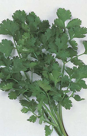 Coriander 250 Seeds