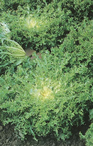 Endive Ruffec Green Curled 500 Seeds