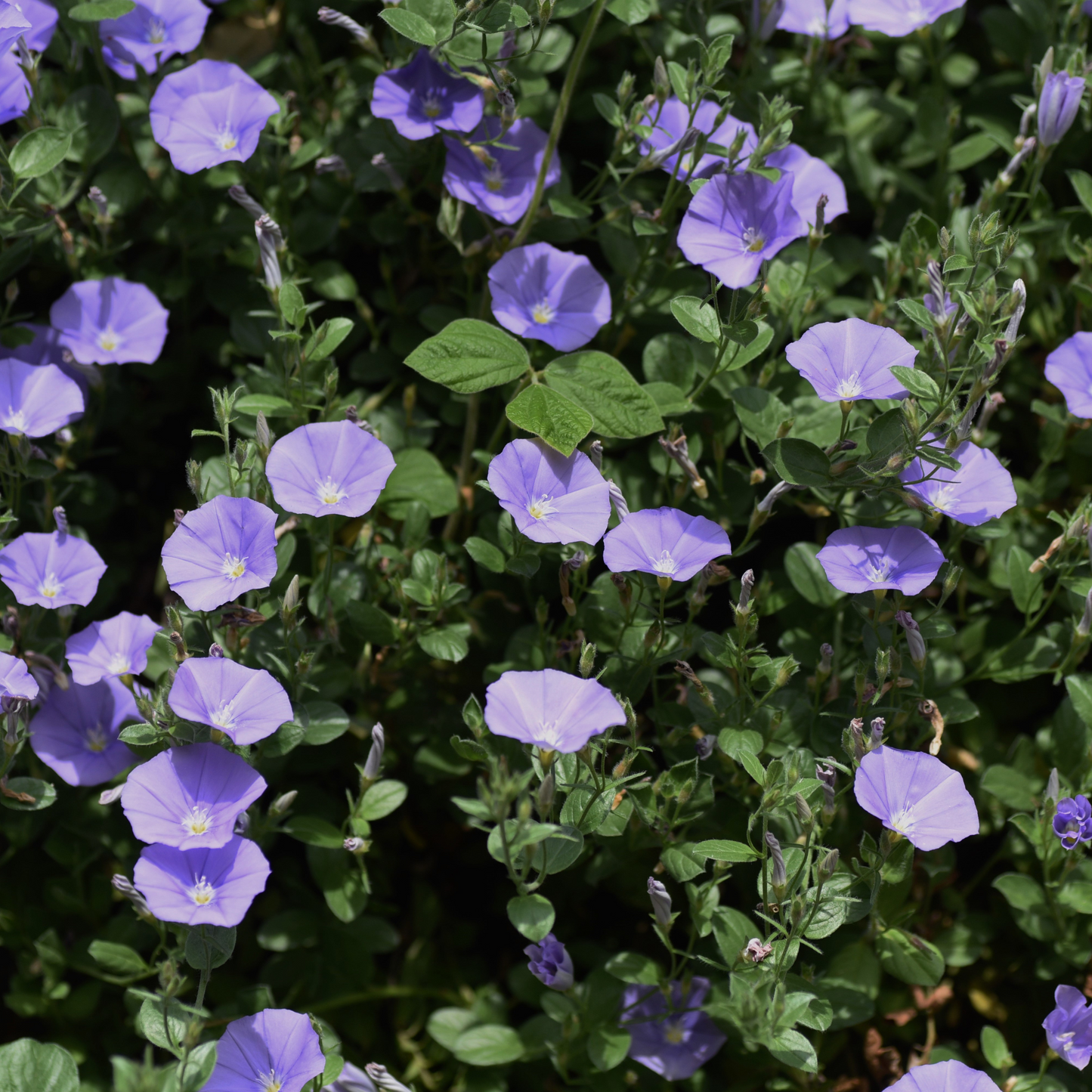 Convolvulus sabatius 14cm