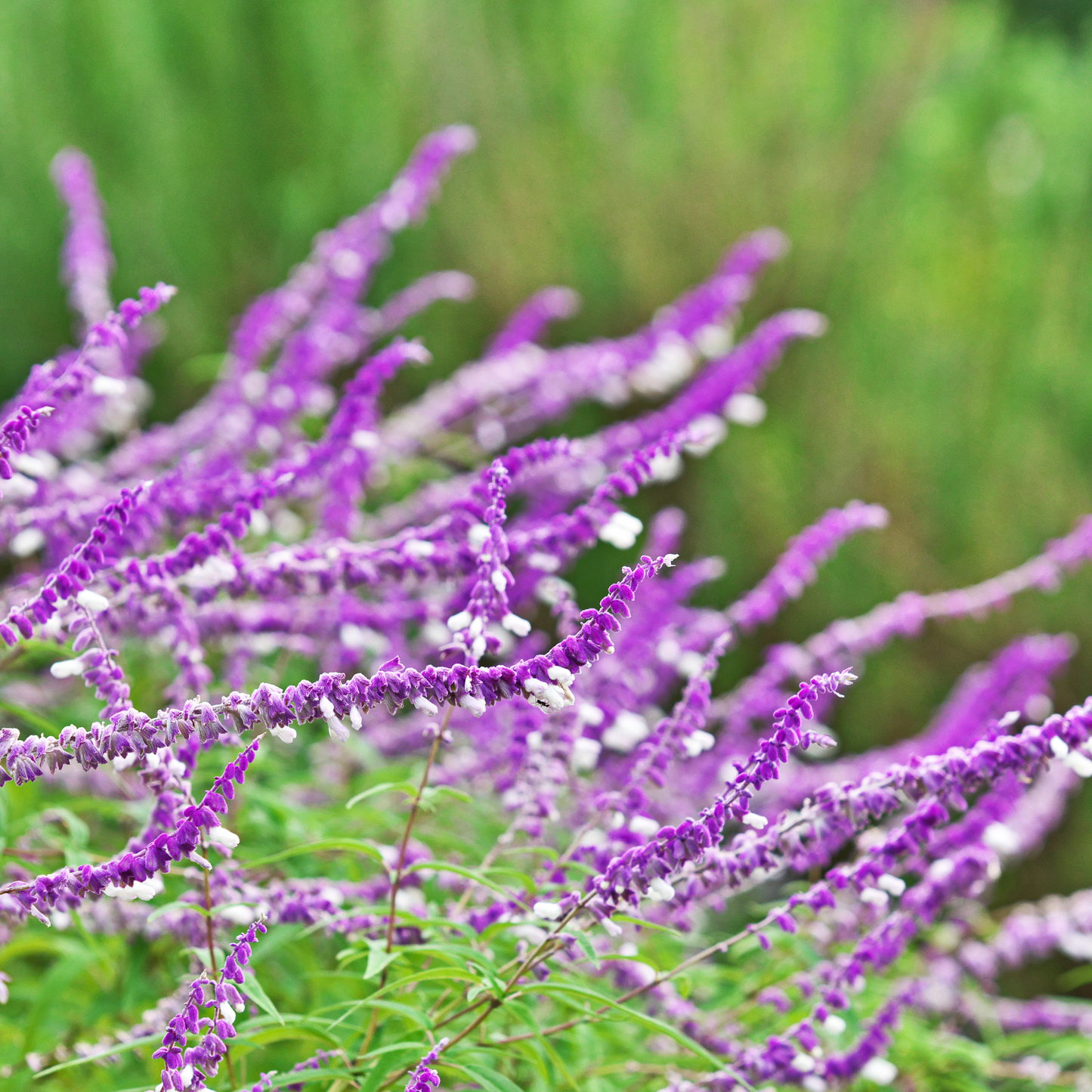Salvia leucantha 14cm