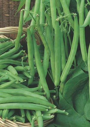 Dwarf Bean Bountiful Baby 20g