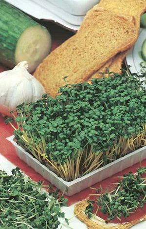 Mustard White 1400 Seeds