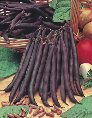 Climbing Bean Purple King 25g