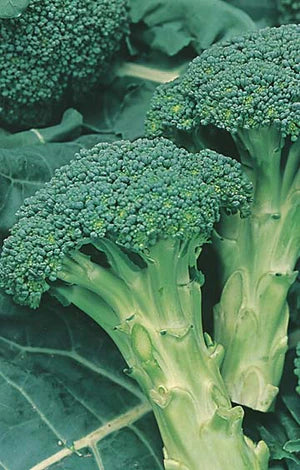Broccoli Italian Sprouting 500 Seeds