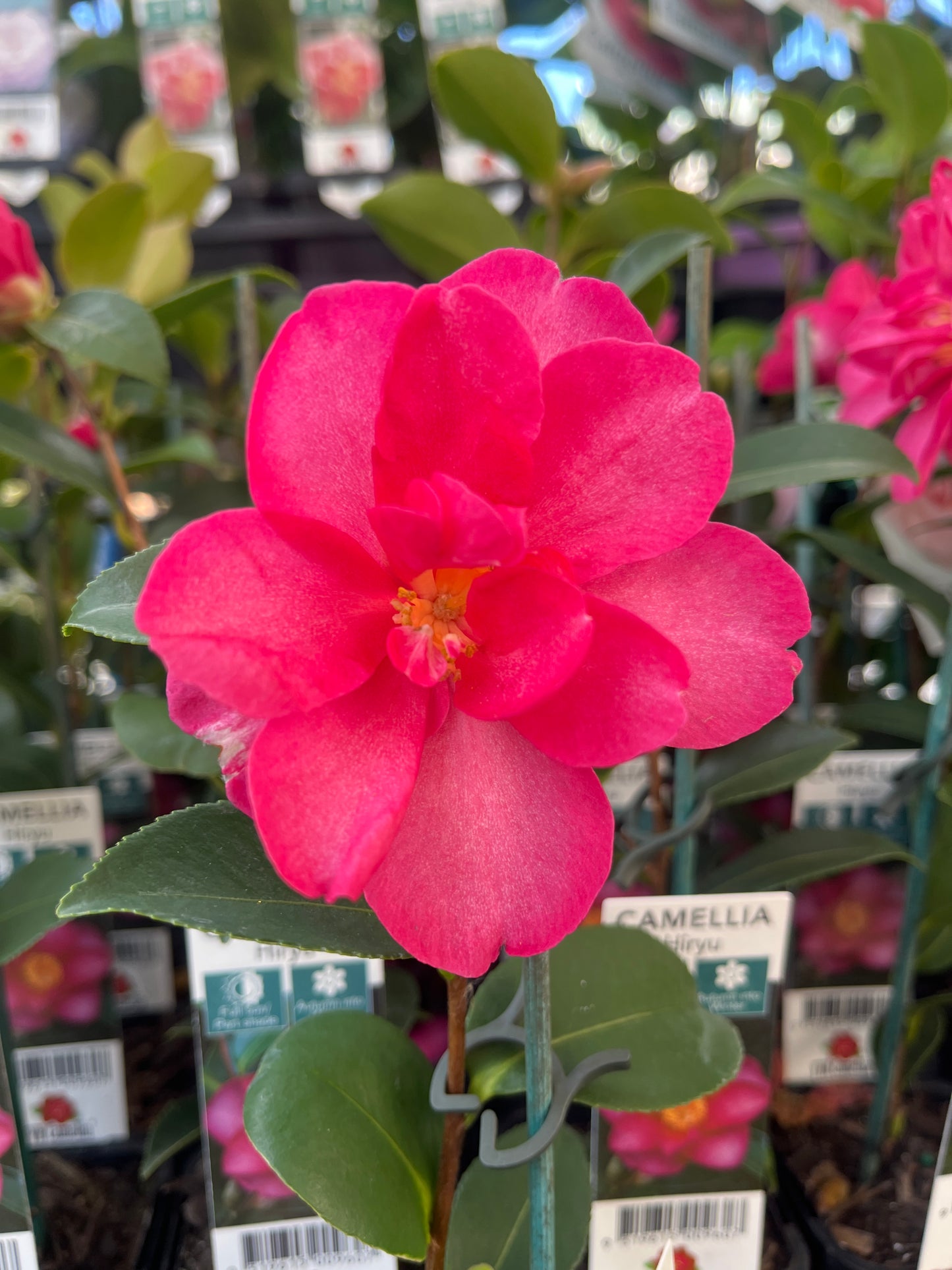 Camellia sasanqua ‘Hiryu Kanjiro’ 7cm
