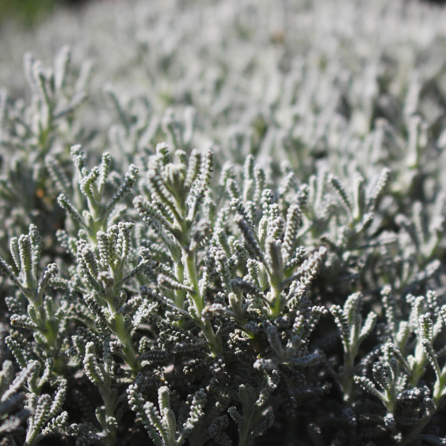 Santolina chamaecyparissus 'Cotton Lavender' 14cm