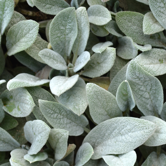 Stachys 'Lambs Ears' 14cm