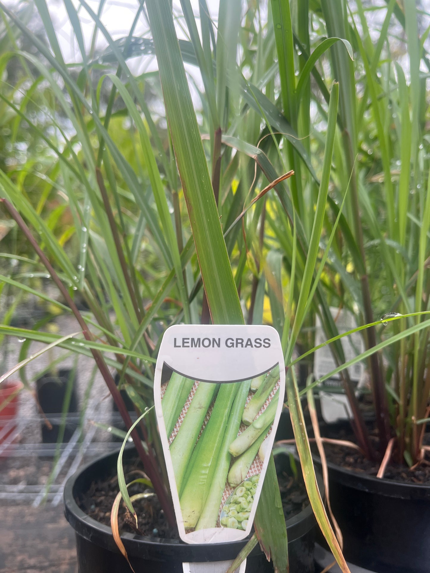 Cymbopogon citratus 'Lemon Grass' 14cm