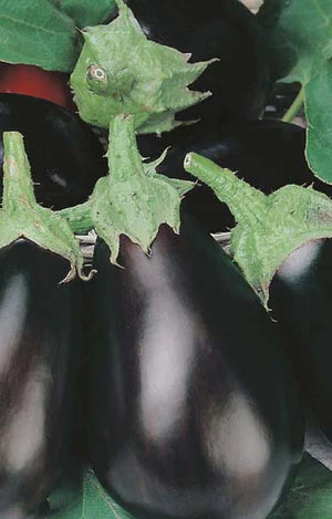 Eggplant Black Beauty 150 Seeds