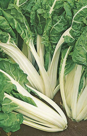 Silverbeet Fordhook Giant 300 Seeds