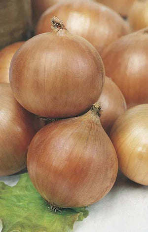 Onion Hunter River Brown 450 Seeds