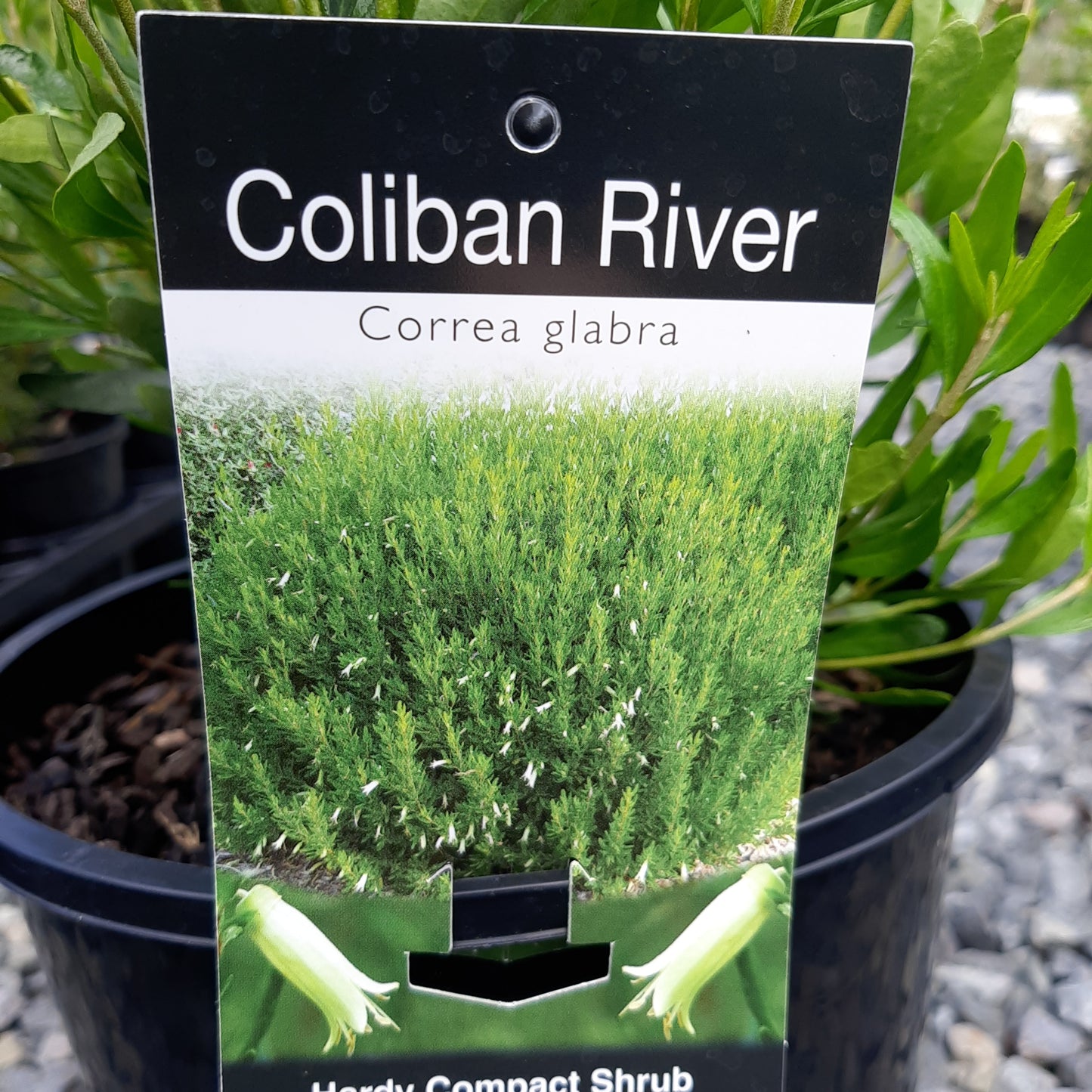 Correa glabra 'Coliban River' 14cm
