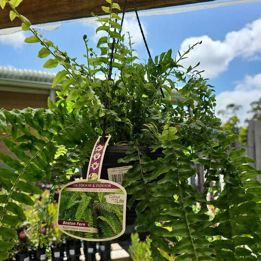 Nephrolepsis exaltata 'Boston' 20cm hanging basket