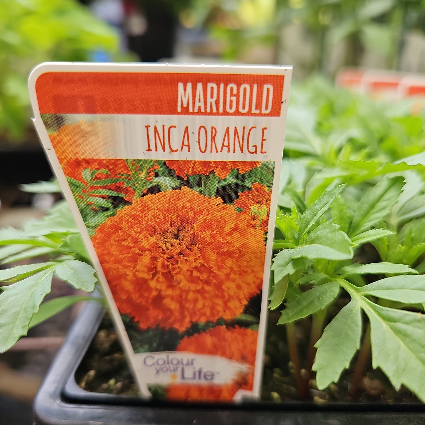 Marigold Inca Orange Punnet