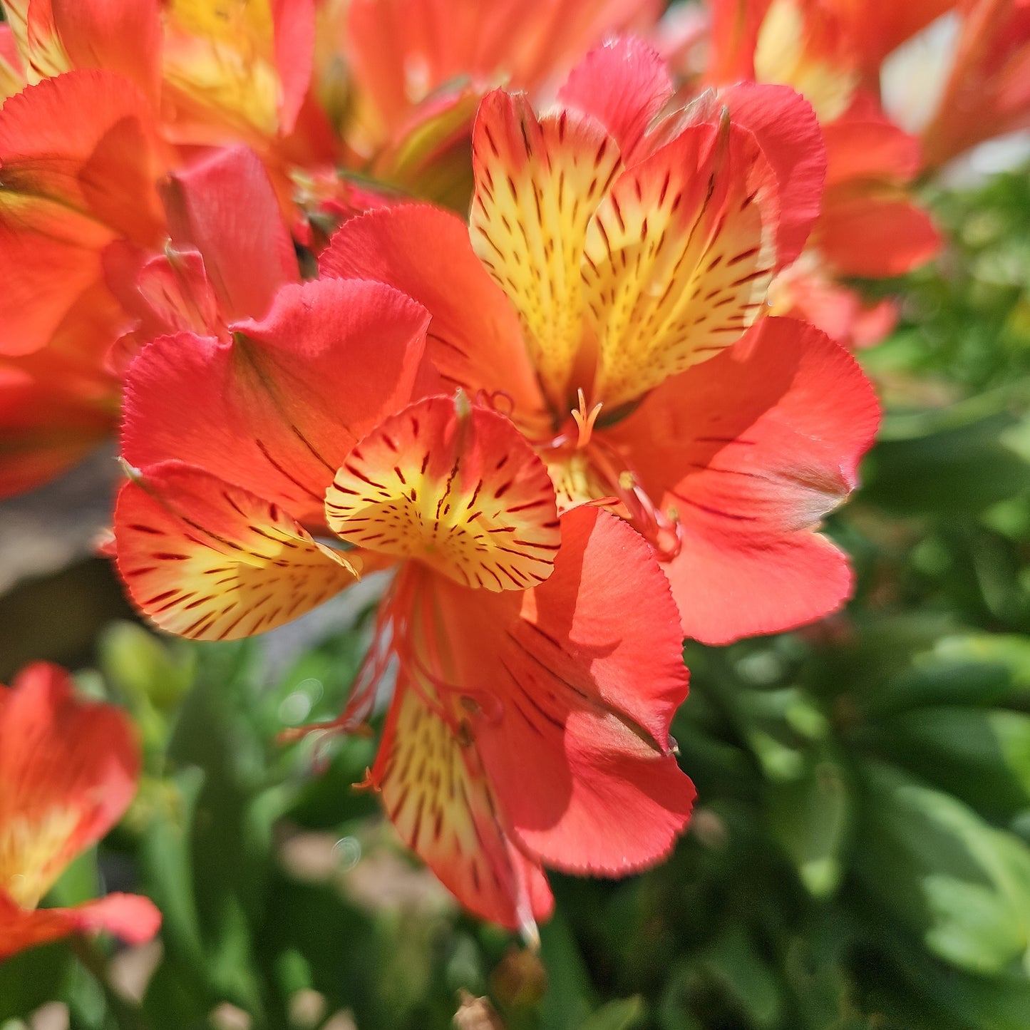 Alstromeria Mix 19cm