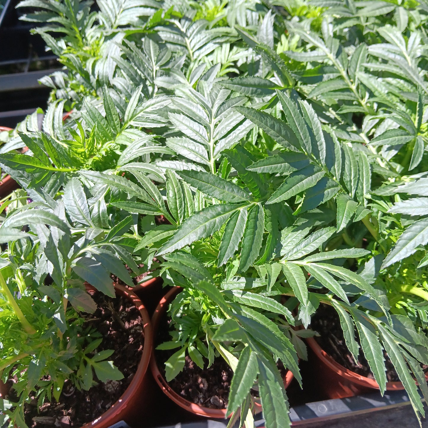 Marigold African 100mm