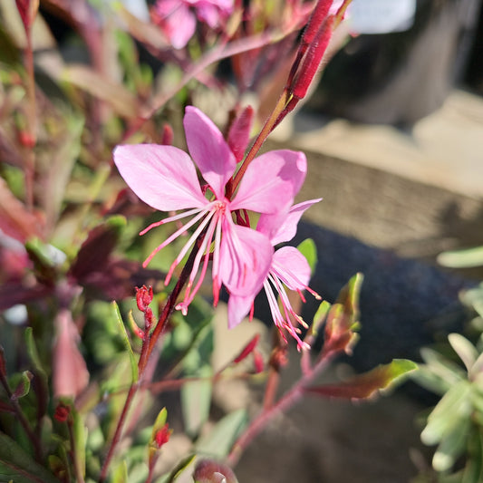 Gaura lindheimeri 'Pink' 14cm