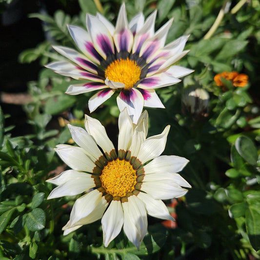 Gazania Assorted 100mm
