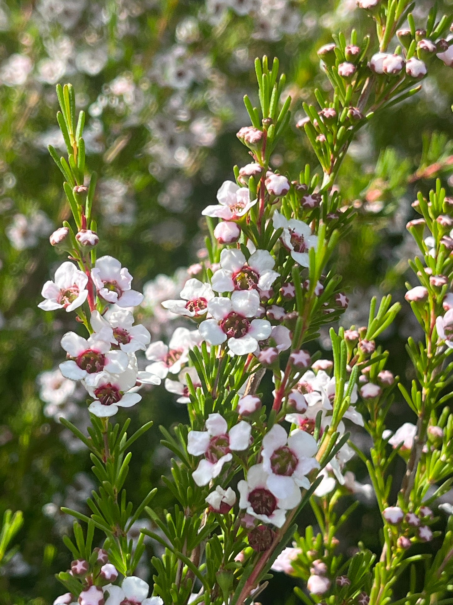 Astartea fascicularis 14cm