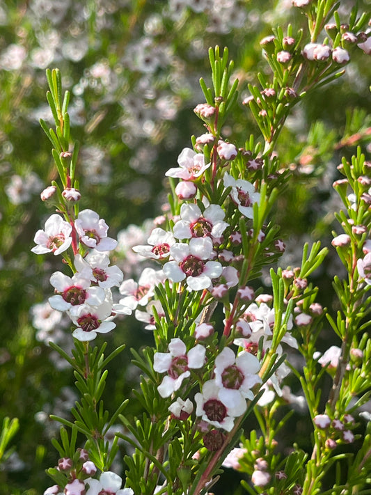 Astartea fascicularis 14cm