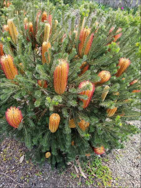 Banksia ericifolia 'Little Eric' 14cm