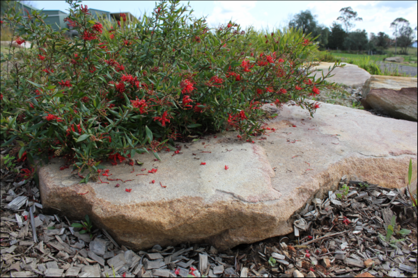 Grevillea 'Cherry Cluster' 14cm