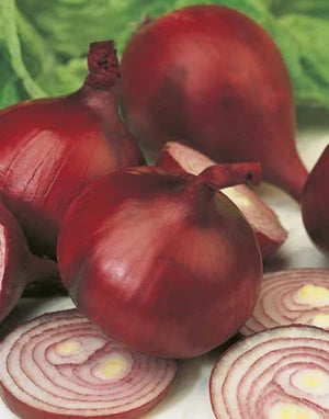 Onion Early Californian Red 450 Seeds