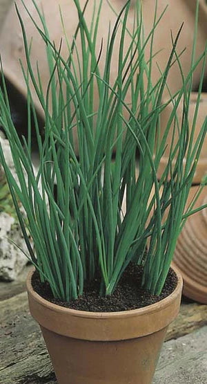 Chives 750 seeds