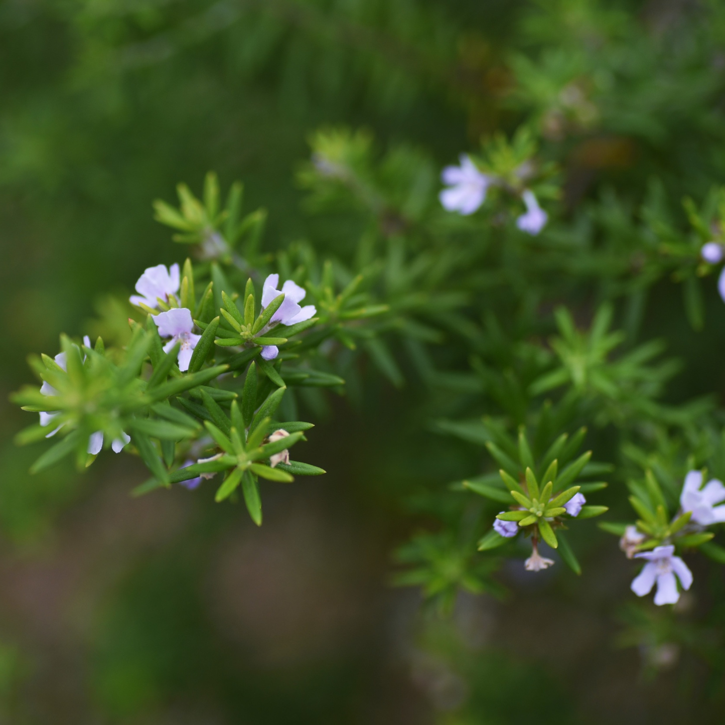 Westringia glabra 14cm