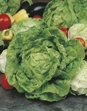 Lettuce All Year Round 1000 Seeds